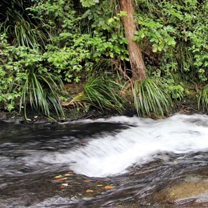 Wairere Falls Walk (S) (400) (1)