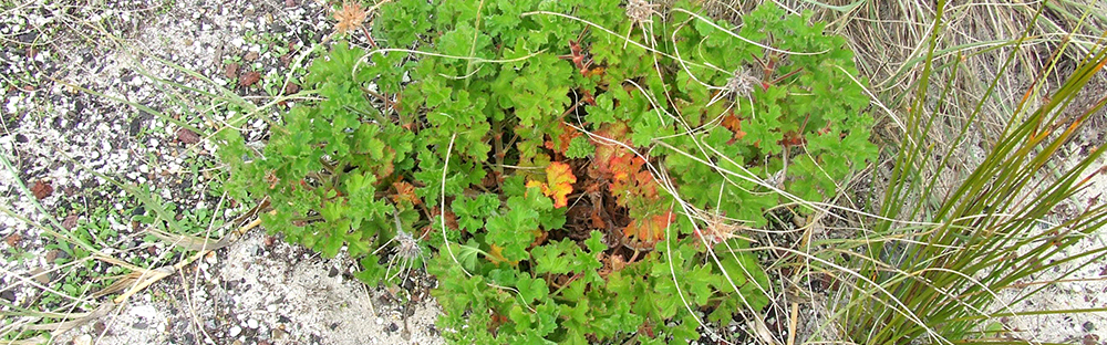 Household plant Pelargonium growing in the sand dune.