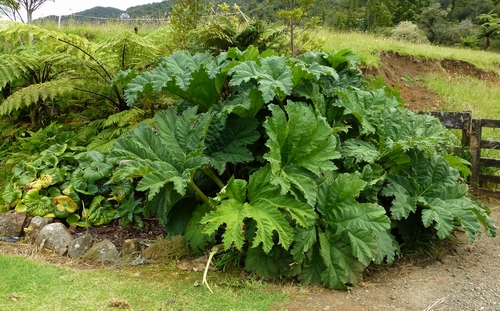 Chilean rhubarb.