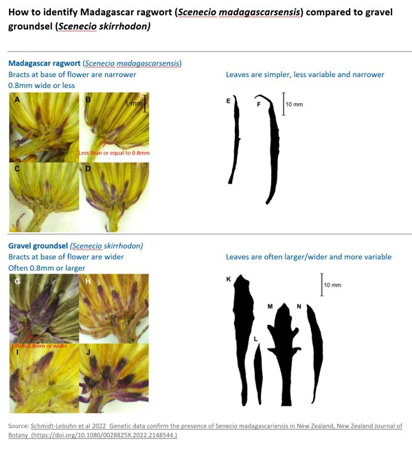 How To Identify Madagascar Ragwort Compared To Gravel Groundsel