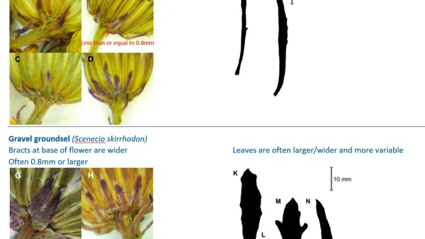 How To Identify Madagascar Ragwort Compared To Gravel Groundsel