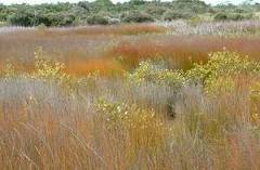 A photo of marsh meadow in Ruakaka.