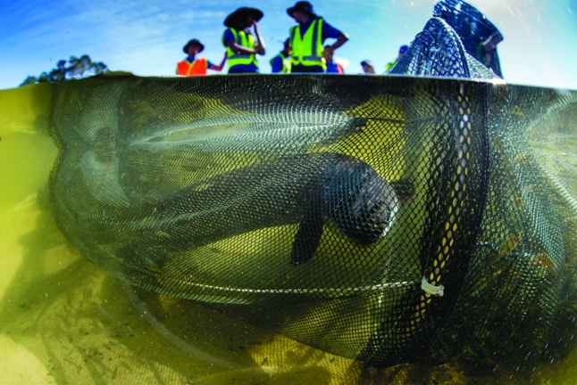 Long Fin Tuna At Lake Ngatu Photo Irene From Seacologynz