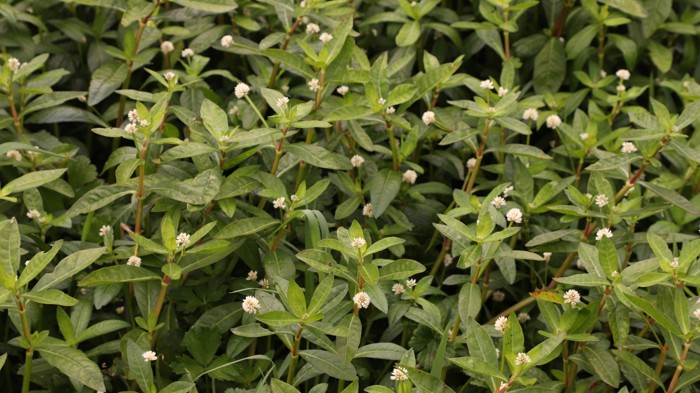 Alligator weed