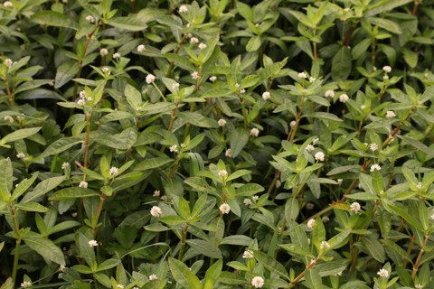 Alligator Weed Photo Credit Trevor James Weedbusters 3