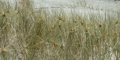 Spinifex (Kowhangatara | Spinifex sericeus).