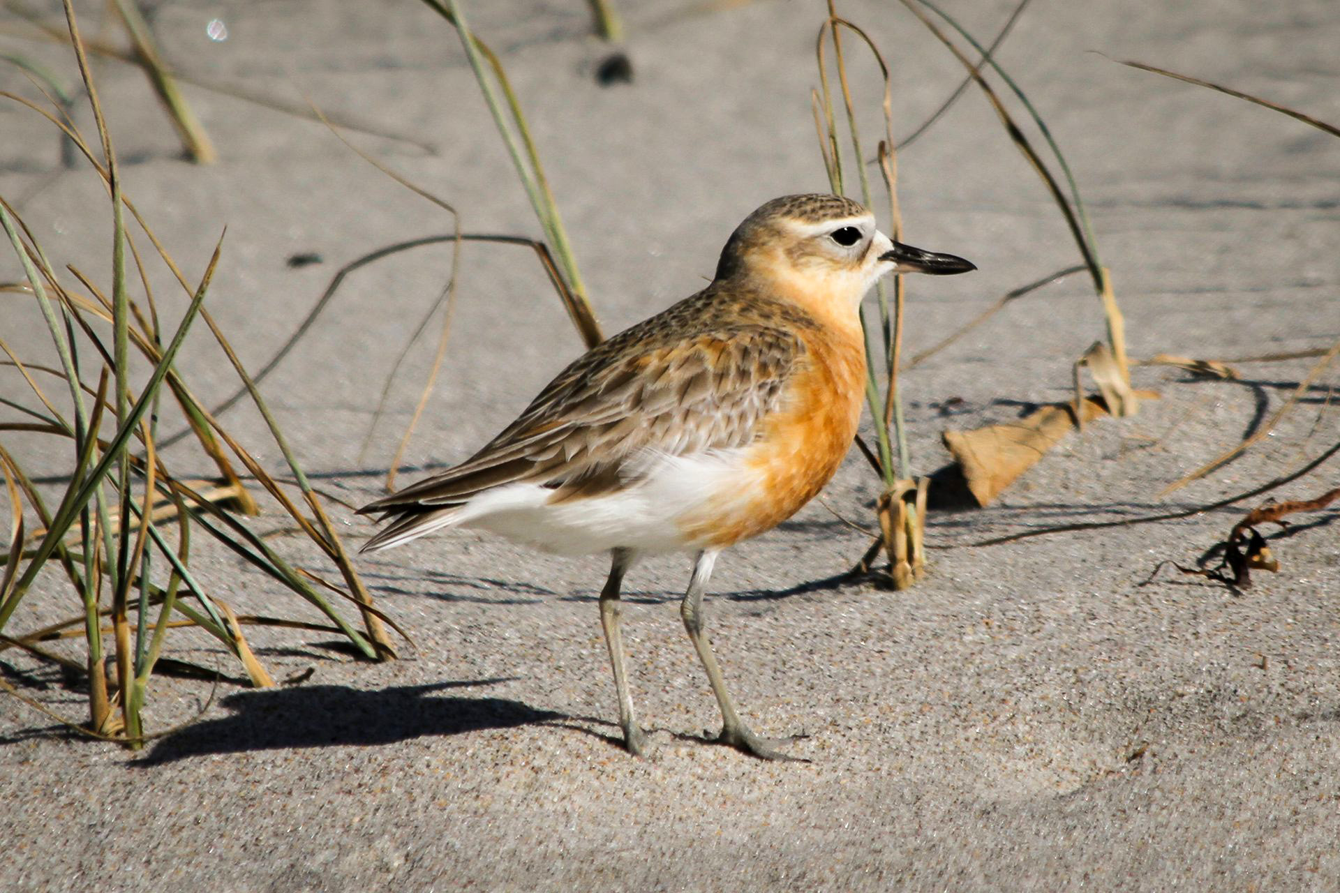 NZ Dotterel on the beach.