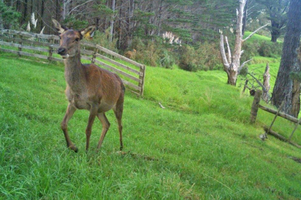 Red deer.