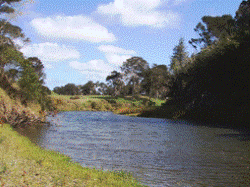 Photo 5: Waitangi (1) River at Watea. 
