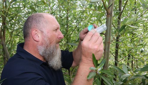 Man releasing biocontrol wasps onto willow tree.