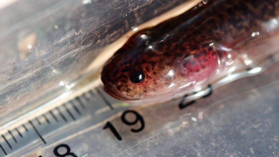 Measuring a Northland mudfish