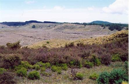 Maitahi Scientific Reserve.