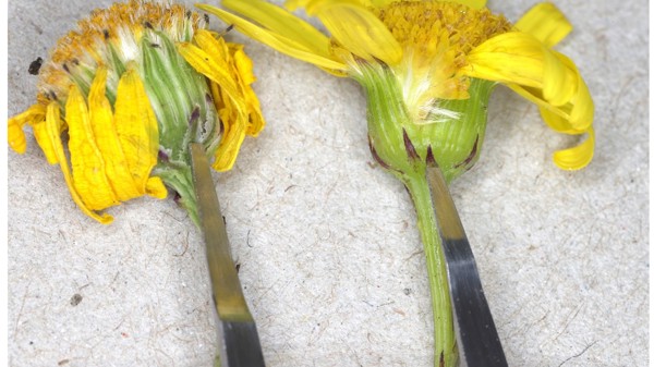 Comparison Of Bract Sizes Between Madagascar Ragwort And Gravel Groundsel