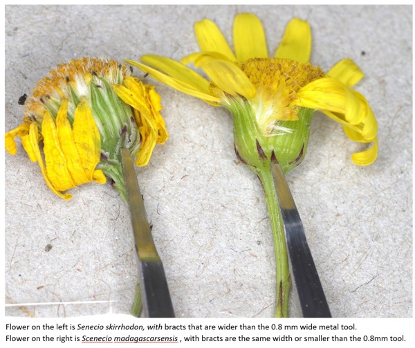 Comparison Of Bract Sizes Between Madagascar Ragwort And Gravel Groundsel