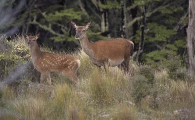 Red deer in the bush.