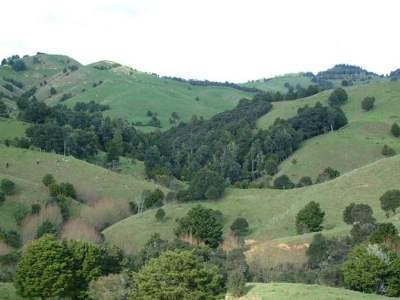 Description: Erosion prone land on hill country farm. 