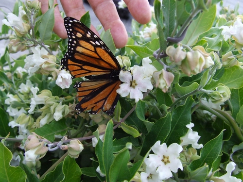 Monarch butterfly stuck in moth plant flower.