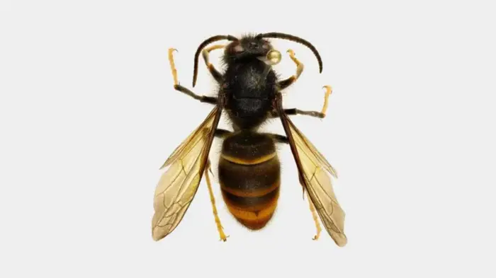 Yellow-legged hornet