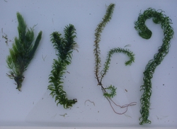 Various water weeds.