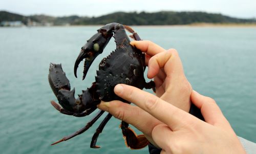 Asian paddle crab.