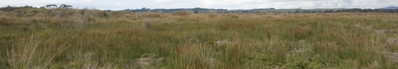 Tussock sedge and wire rush bog, Kaitaia.