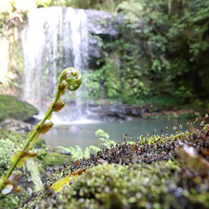 Waterfall Puketotara Rd (400)