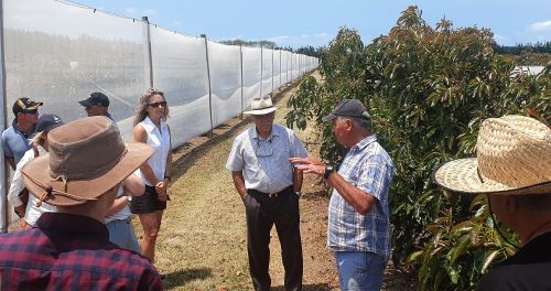 People standing by avocado trees.