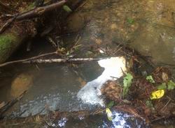 Natural foam accumulated on a stream. 