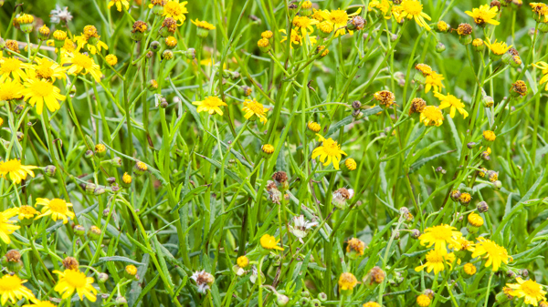 Madagascar Ragwort Photo Credit Wendy Bown  4 