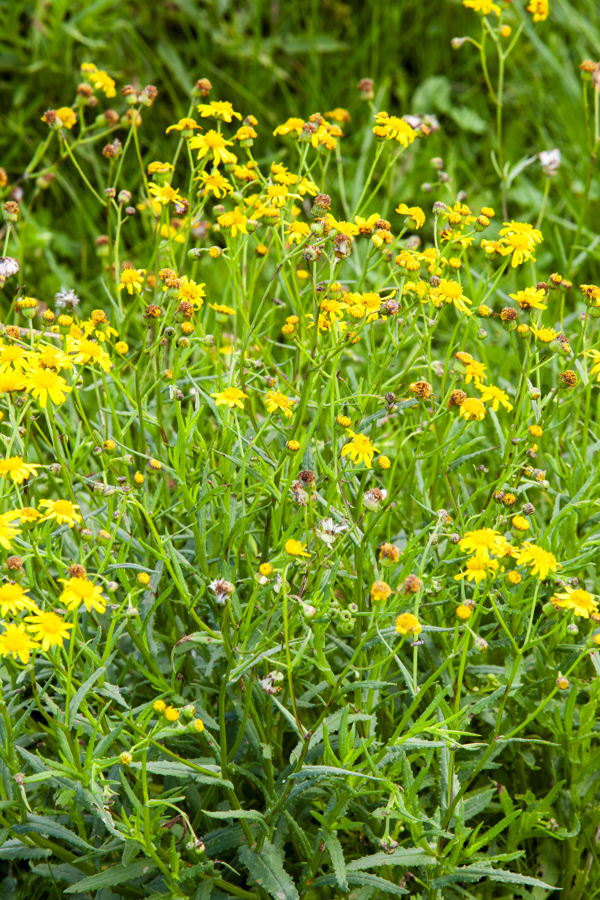 Madagascar Ragwort Photo Credit Wendy Bown  4 