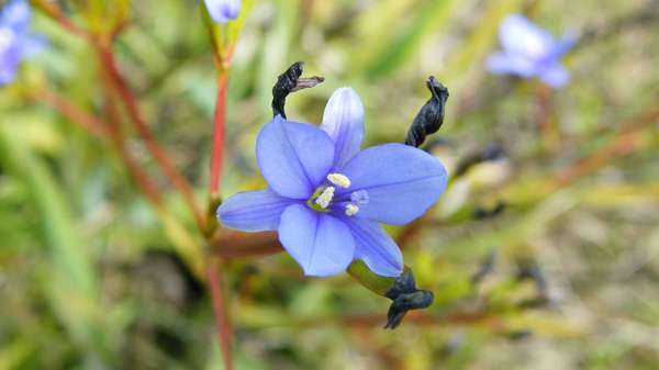 Aristea Photo Credit Carolyn Lewis And Weedbusters