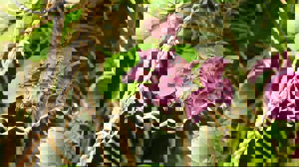 Akebia 05 Photo Credit Weedbusters