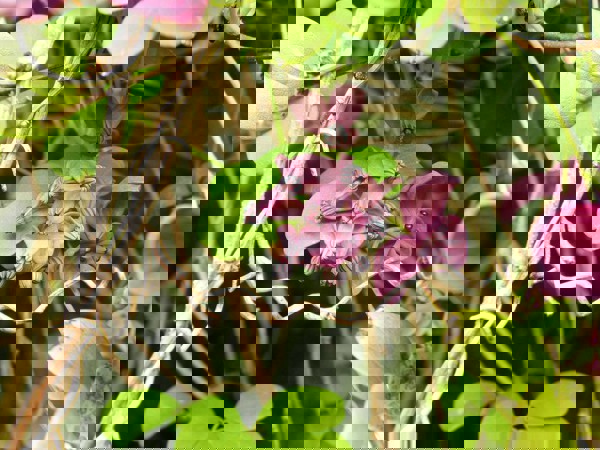 Akebia 05 Photo Credit Weedbusters