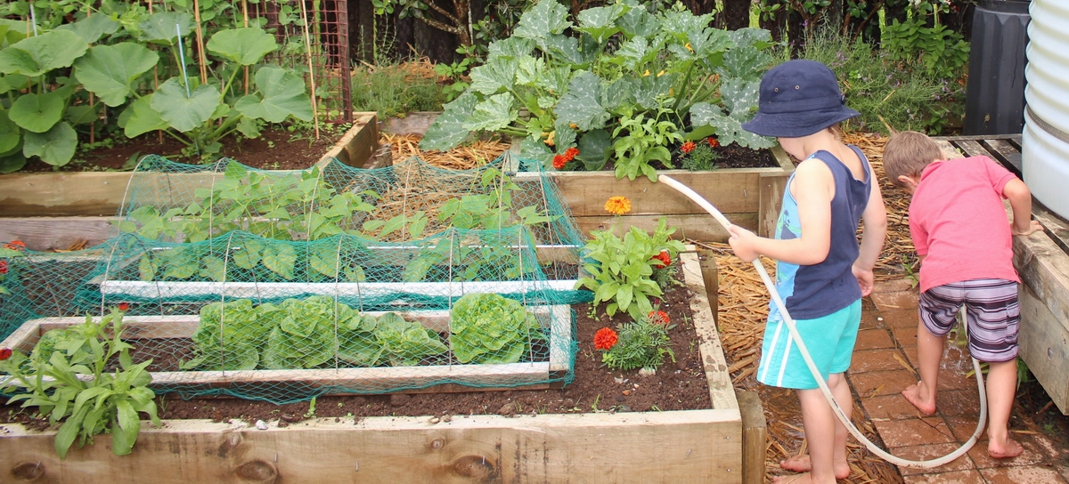 Kindergarten children watering vegetable garden.