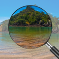 Seagrass in Eastern Bay of Islands