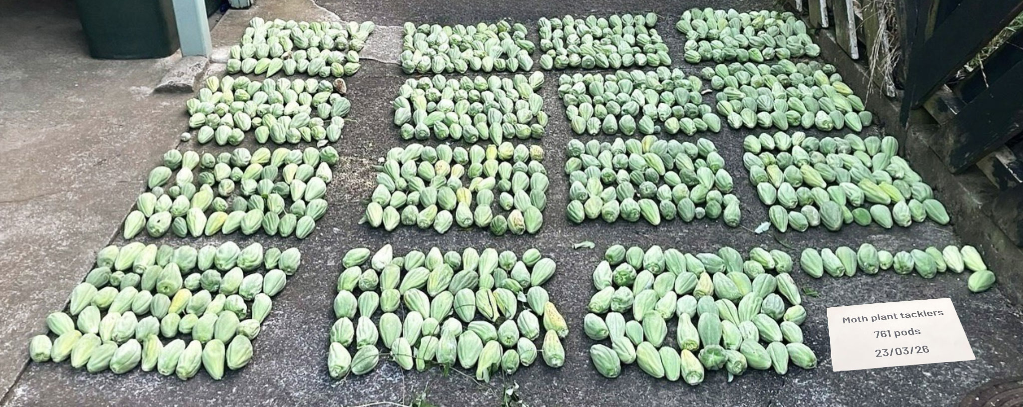 Rows and groups of moth plant pods.