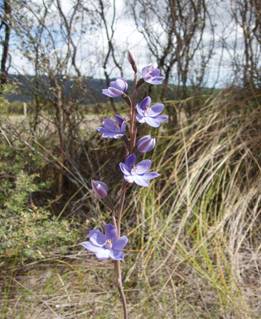 Sun Orchid flower.