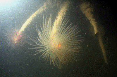 Description: Mediterranean fanworm (Sabella spallanzanii). 