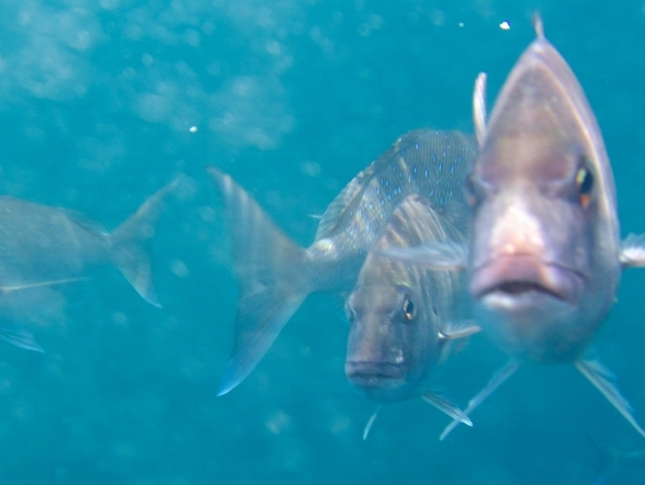 Snapper in the water.