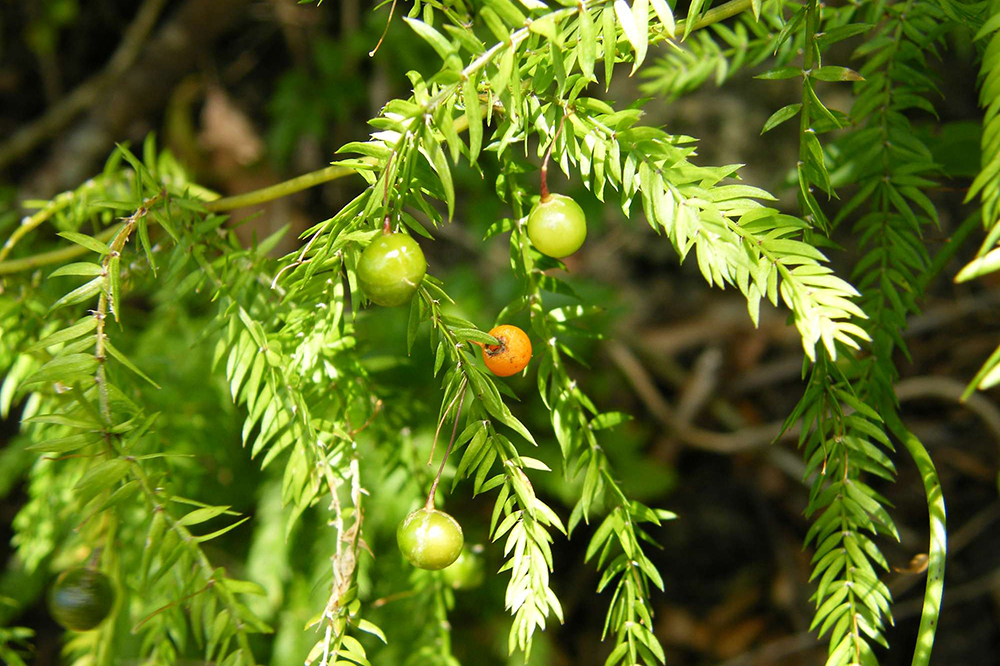 Climbing asparagus (Photo: Weedbusters).