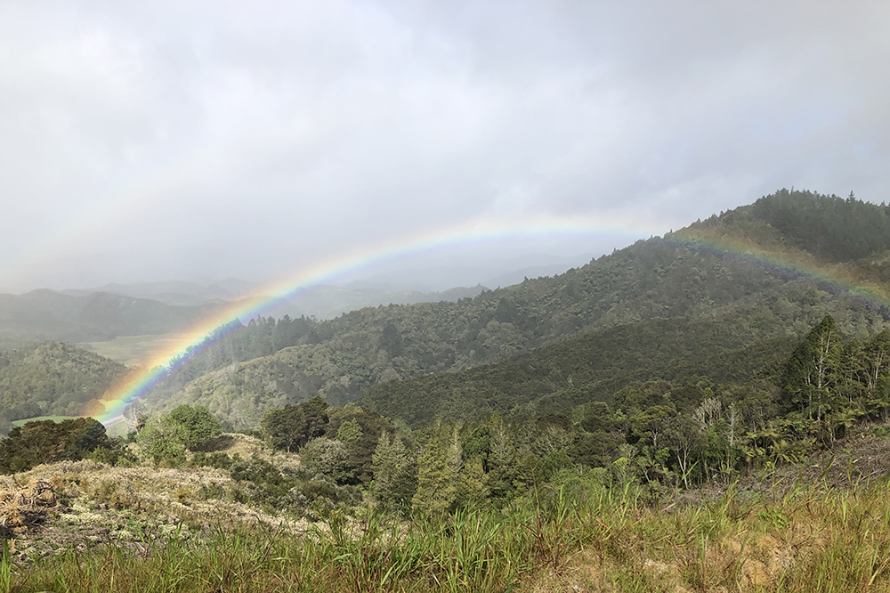 Rainbow over a Northland forestry block.