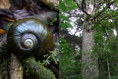 Kauri snail (left) and kauri tree at Waipoua (right). 