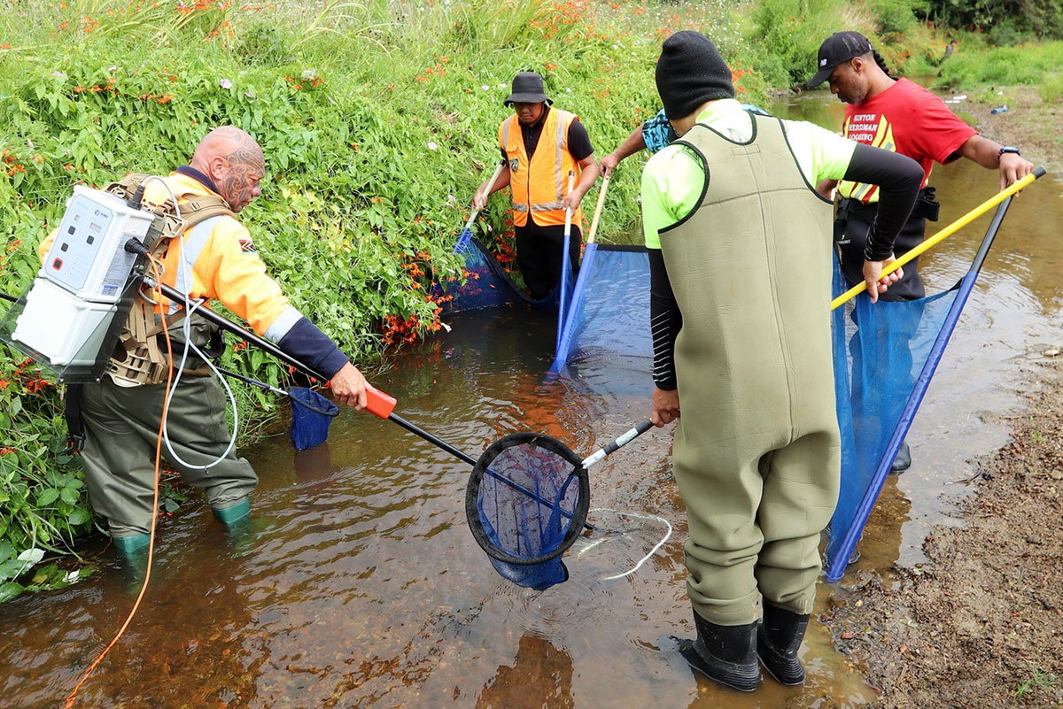 People in stream using electric fishing equipment.