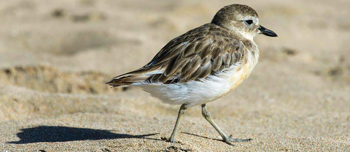 Dotterel on the shore.