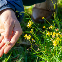 Madagascar ragwort MOU signed