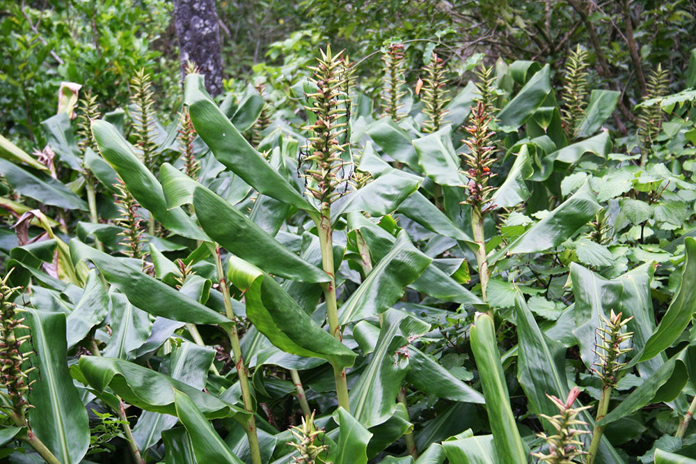 Kahili ginger plants.