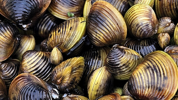 Photo Credit NIWA Gold Clam 1200