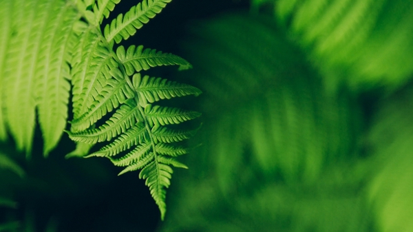 Fern Vision Document  1200 