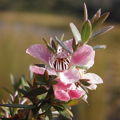 Northland natives plant guide