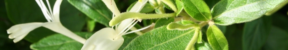 Japanese honeysuckle.